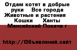 Отдам котят в добрые руки. - Все города Животные и растения » Кошки   . Ханты-Мансийский,Покачи г.